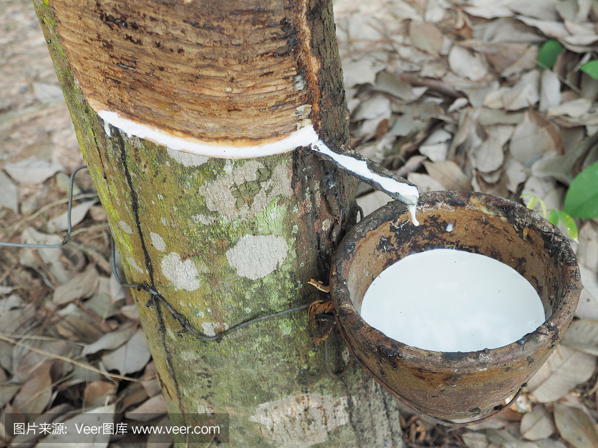乳白色乳胶提取自天然橡胶树,巴西橡胶树。